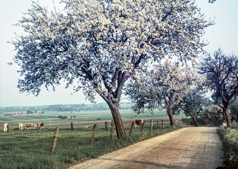 1954 - Bei Aufhausen, südlich Erding, Landkreis Erding, Foto: Max Ringler